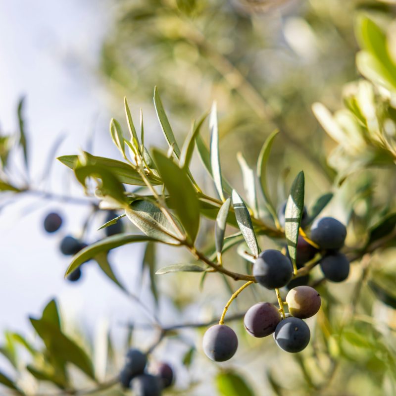 aceitunas_arbol