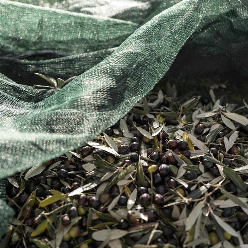 aceitunas_recolecta