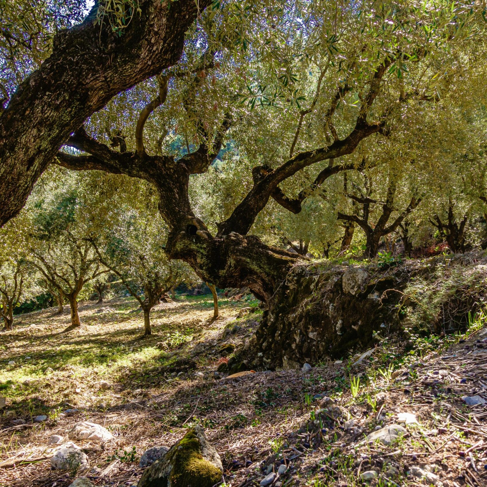 fotografia_olivos